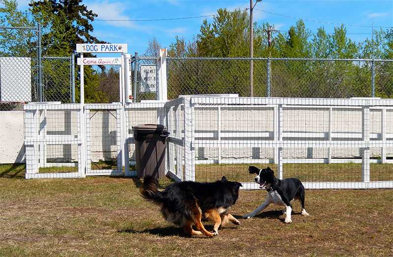 Dogs Playing