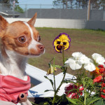 April & Flowers