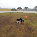 Dogs Playing