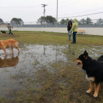 Dog Beach