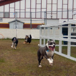 Running along the fence