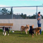 Happy Dogs