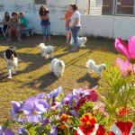 Small Dog Herd