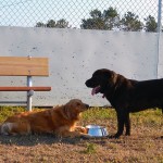 At The Water Bowl