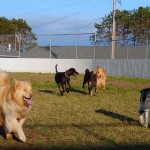 Happy Dogs