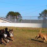 Happy Pups