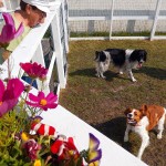 Lilly & Flowers