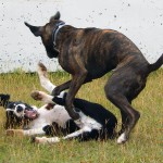 Otto Vs. Tiger