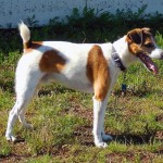 Action Jack Russell