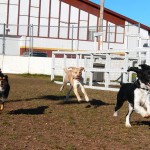 Happy Dogs 