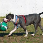 Puppy & Futbol