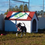 Puppy Prancing