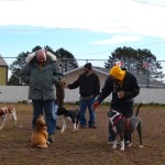 Fun At The Dog Park