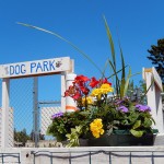 Sign & Flowers