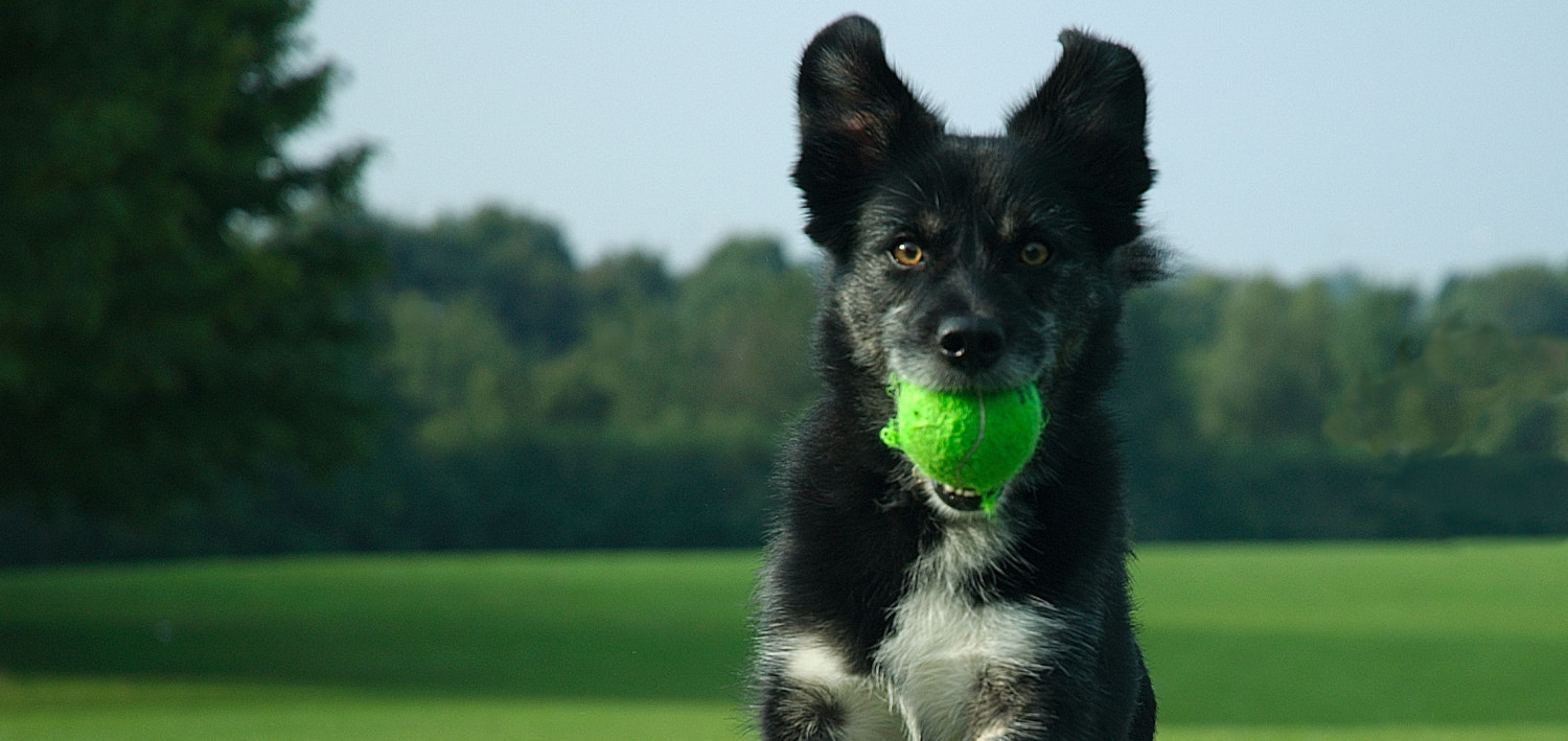 Dog playing