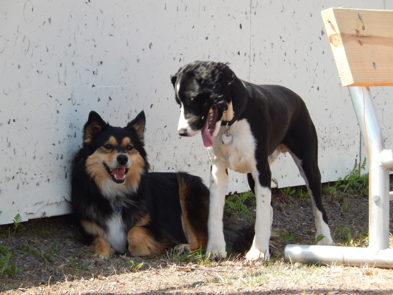 Dogs at the dog park